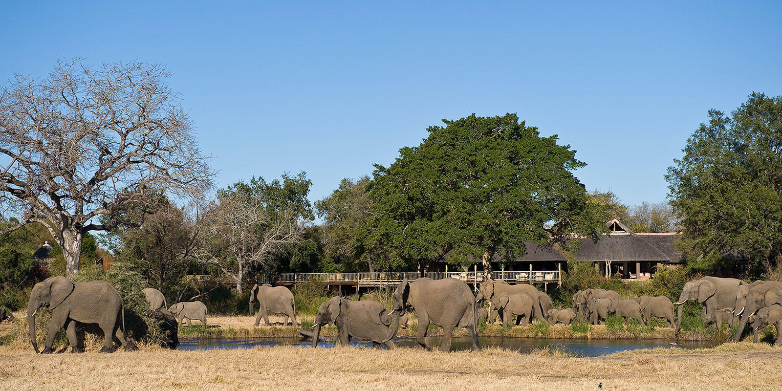 Sabi Sabi Bush Lodge thumbnail 1